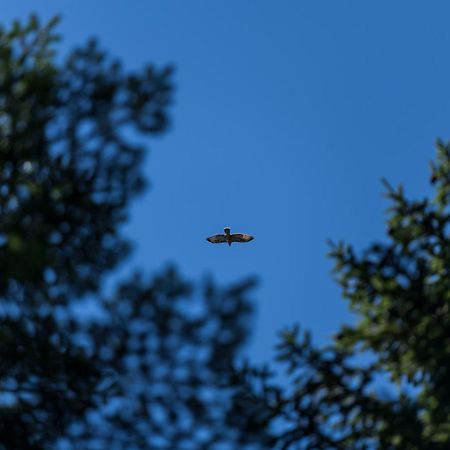 Chalet Anra Pohorje Zgornje Hoce Екстер'єр фото